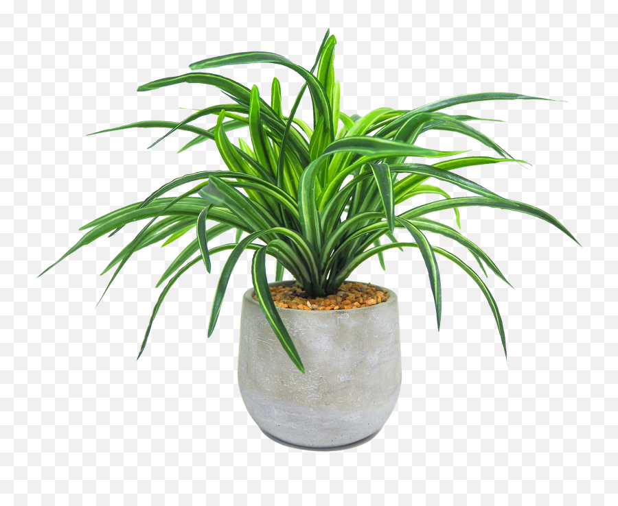 Artificial Plants Trees - Houseplant Png,Yucca Png