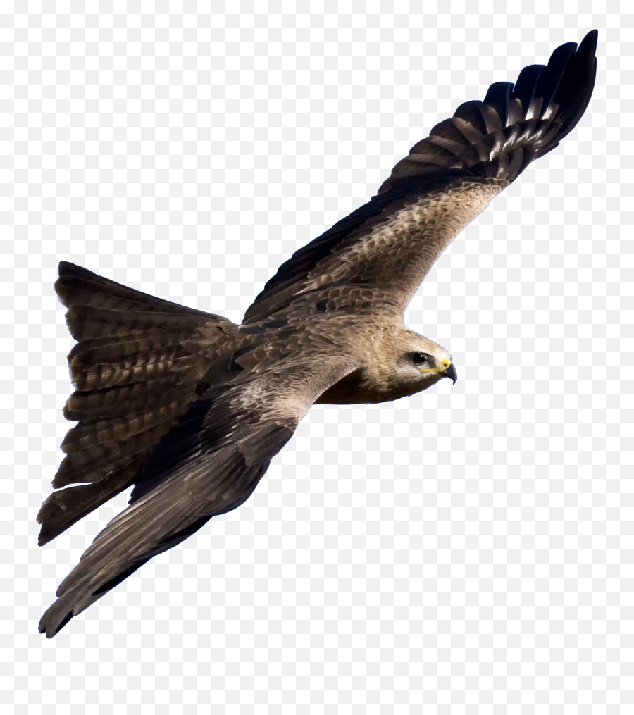 Download Black Kite - Robot 20 Bird Png Full Size Png Transparent Kite Bird Png,Bird Png