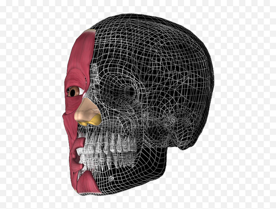 Skull 3d Anatomy - Skull Png,3d Skull Png