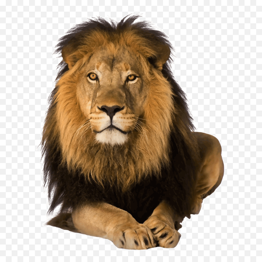 Lion Png Download Transparent - Transparent Lion Png,Lion Png Transparent