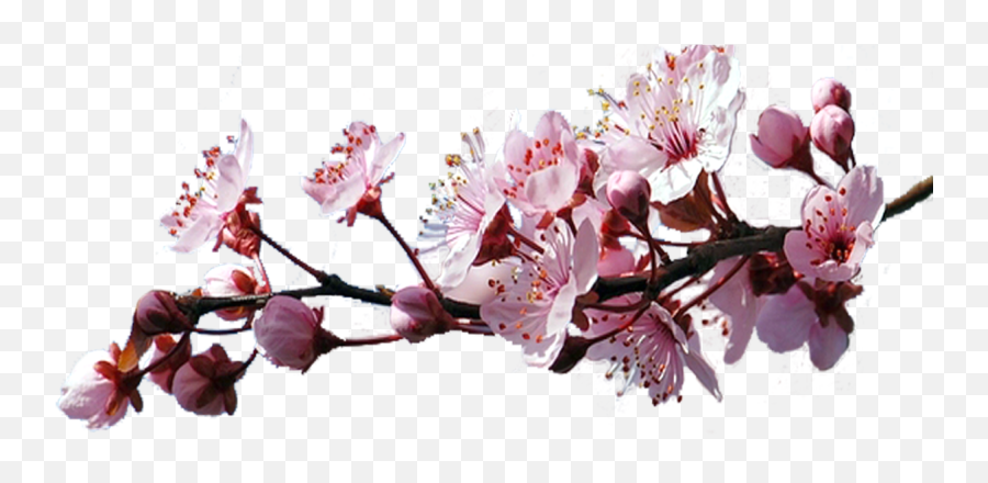Sakura Transparent File - Cherry Blossom Clipart Gif Png,Sakura Transparent
