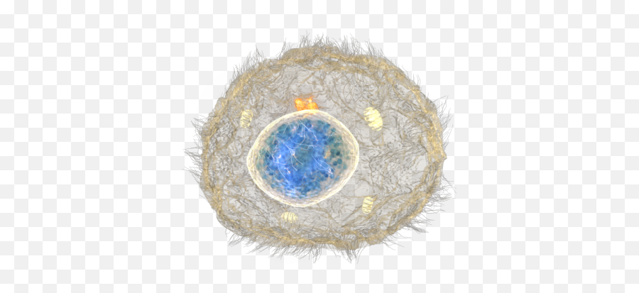 Download As Stem Cells Divide And Become Skin The - Human Cells Transparent Background Png,Cell Png