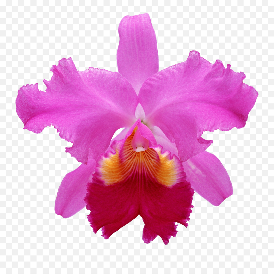 Orchids Pink Orchid - Orchids Cattleya Red Png,Orchids Png