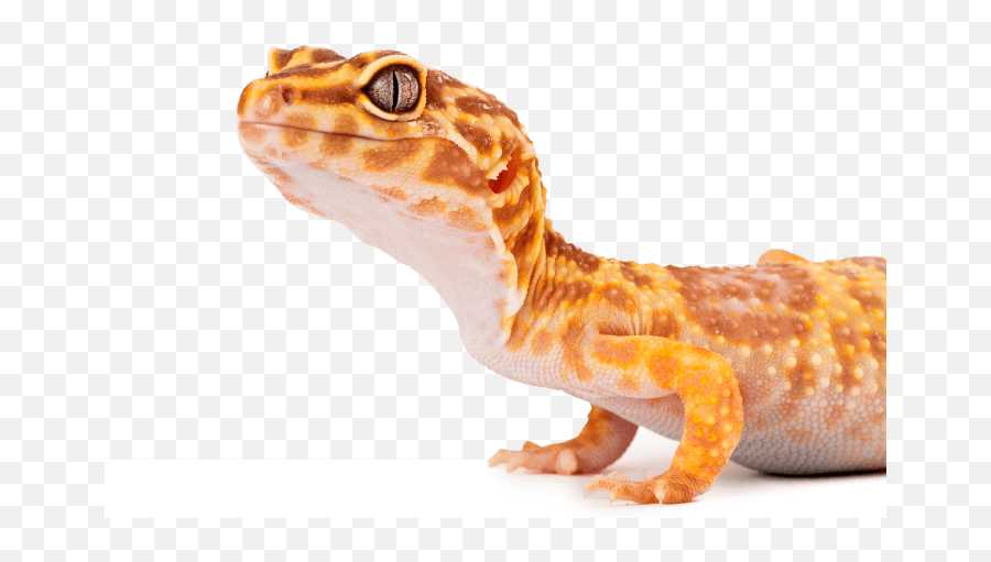 Skink Crested And Leopard Geckos Substrates Reptichip - Leopard Gecko From Side Png,Leopard Gecko Png