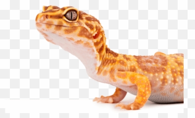 Skink Crested And Leopard Geckos Substrates Reptichip - Leopard Gecko From Side Png,Leopard Gecko Png