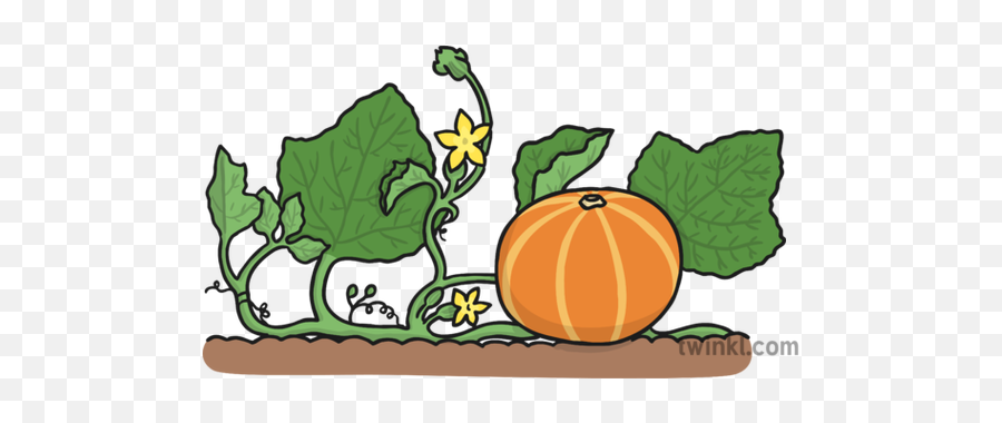Pumpkin Vine Illustration - Twinkl Pumpkin On Vine Png,Vine Transparent