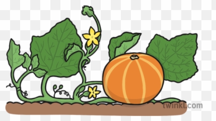 Pumpkin Vine Illustration - Twinkl On Png