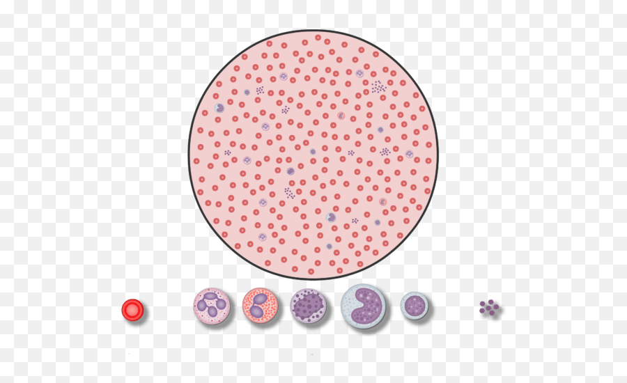 Number Of Red Blood Cells In The - Ieti College Of Science And Technology San Pedro Png,Blood Drop Transparent
