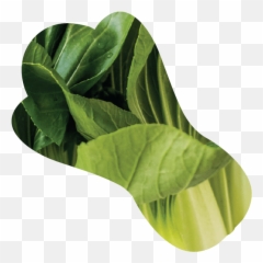 Home - Arums png