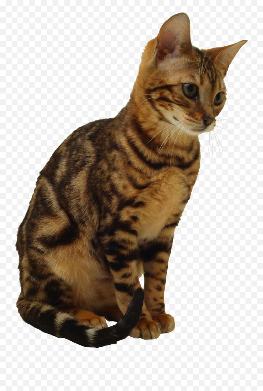 Cats Png Image Without Background - Cat Sitting Transparent Background,Cat With Transparent Background