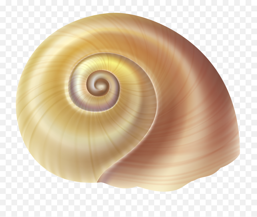 Seashell Png - Sea Snail Transparent Png,Sea Shell Png