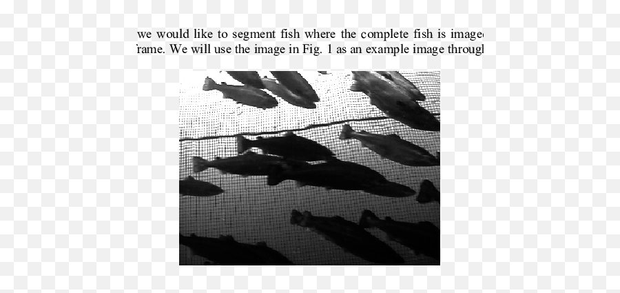 An Example Of A Medium Complex Image Fish Swimming Around - Boot Png,Fish Swimming Png