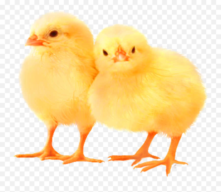 Download Baby Chickens Png Images For - Chicken,Baby Chicks Png