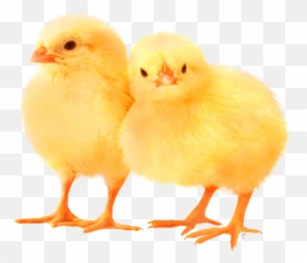 Download Baby Chickens Png Images For