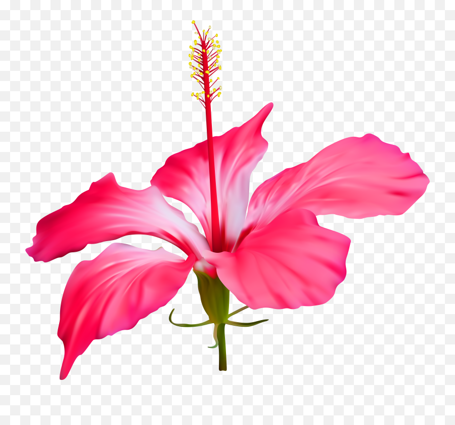 Hibiscus Flower Png Files - Transparent Background Hibiscus Flower Png,Hawaiian Flowers Png