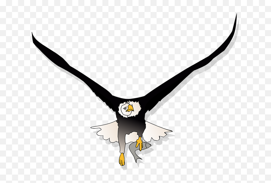 Eagle Eye Clipart Png 33 Photos - Eagle Head Cartoon Flying,Eagle Head Png