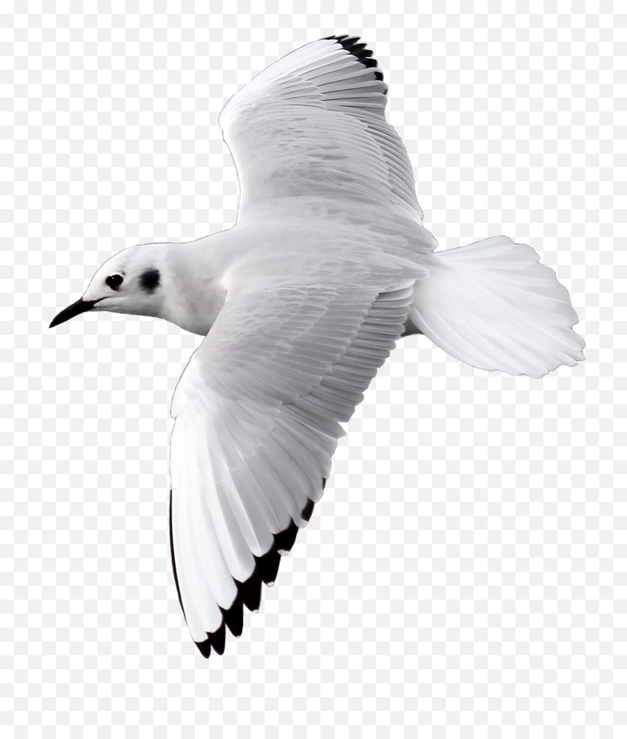 Bird Flying Png Image With Transparent - Bird Flying Hd Transparent Background,Bird Flying Png