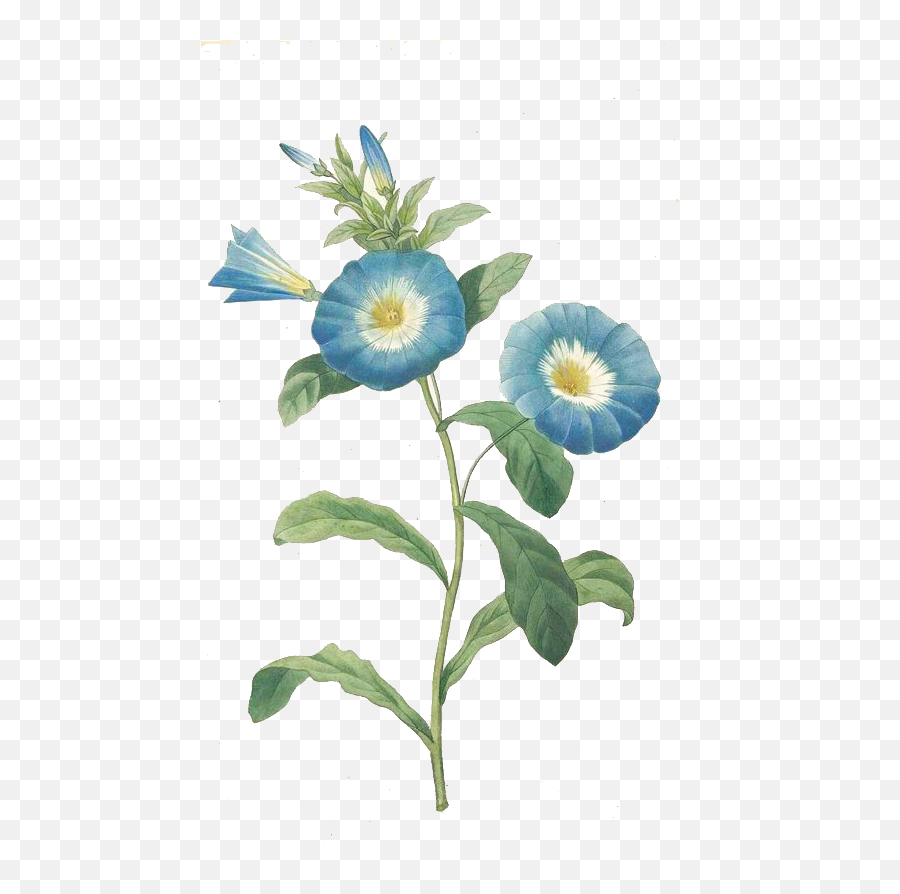 Download Trumpet Vine Png - Botanical Flower Blue Png Full Pierre Joseph Redoute,Vine Png