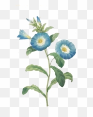 Download Trumpet Vine Png - Botanical Flower Blue Full Pierre Joseph Redoute