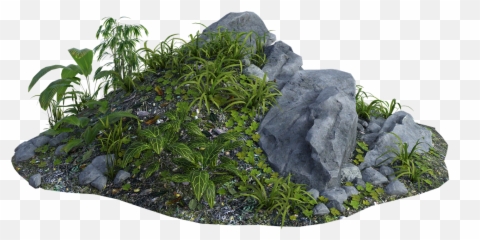 Jungle Foliage Rainforest - Free Image On Pixabay Igneous Rock Png,Jungle Plants Png