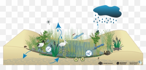 Coastal And Subcoastal Non - Floodplain Grass Sedge And Herb Water Cycle In Swamp Png,Dry Grass Png