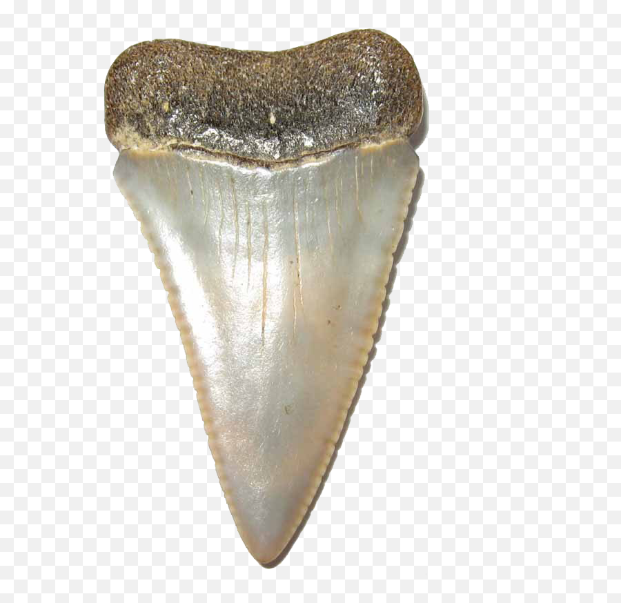 Shark Teeth Transparent Image Png Arts - Great White Shark Tooth Png,Shark Transparent Background