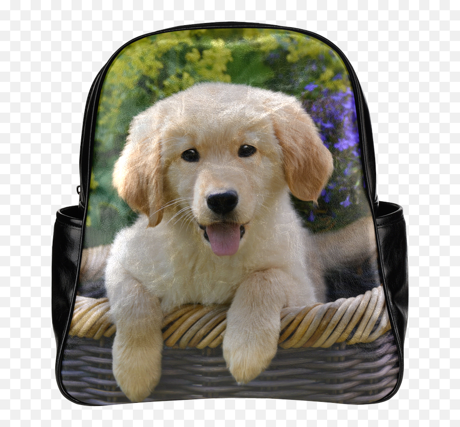 Download Cute Young Golden Retriever Dog Goldie Puppy - Puppy Cute Baby Golden Retriever Png,Cute Puppy Png