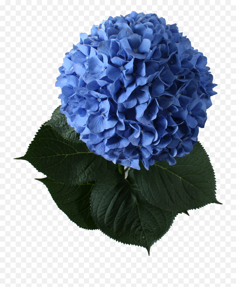 Png V - Blue French Hydrangea,Hydrangea Png