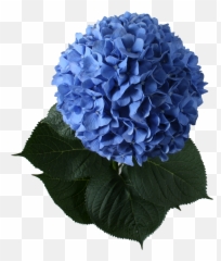 Png V - Blue French Hydrangea,Hydrangea Png