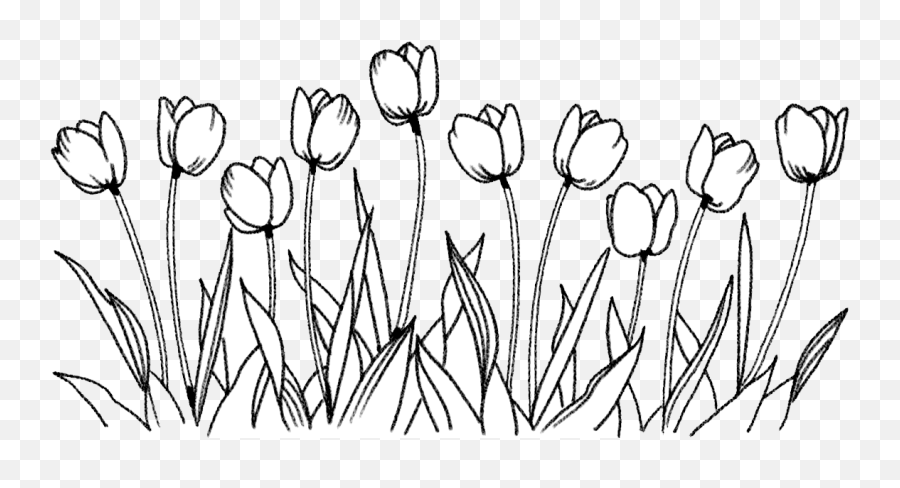 Download Flower Tulip Coloring Book - Drawing Line Of Flowers Png,Flower Drawing Png