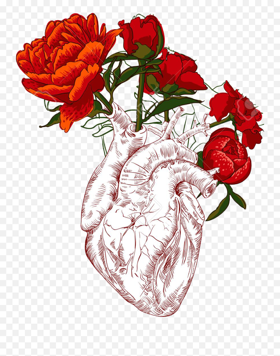 Heart Illustration Art - Human Heart Draw Png,Human Heart Png