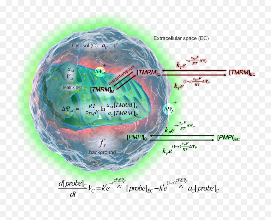 Mitochondrial Membrane Potential - Earth Png,Mitochondria Png