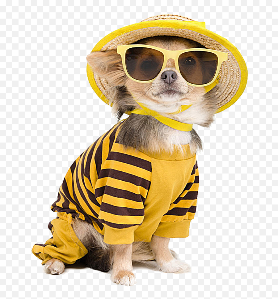 Cool Dog T - Dogs Dressed As Bees Png,Puppy Png