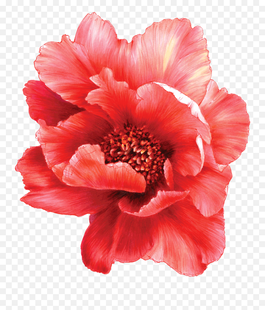 Red Carnation Png - Temporary Tattoo Big Red Peony Common Poppy,Peony Png