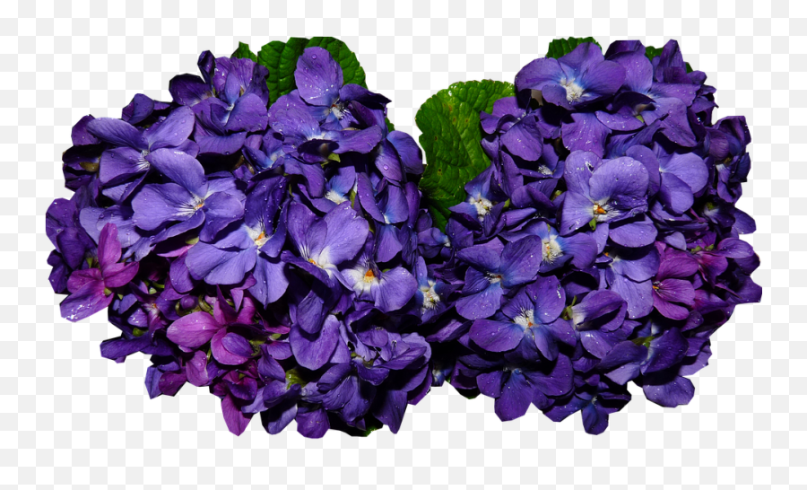 Violet Fragrant Flowers - Violet Png,Violet Png