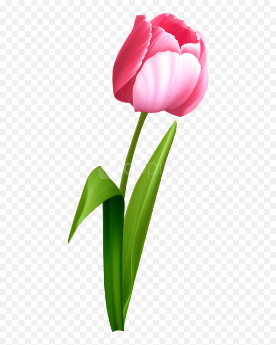 Free Png Download Pink Tulip Images - Pink Tulips Transparent Background,Tulips Transparent Background