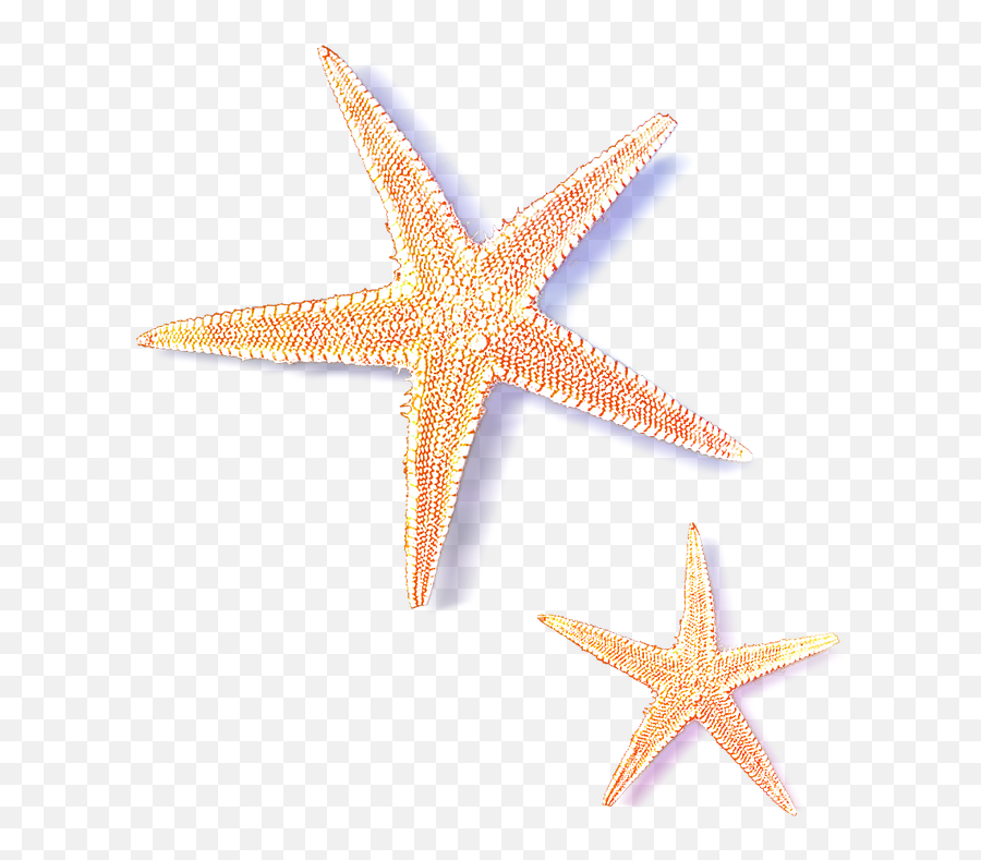 Starfish - Sea Stars Transparent Png,Starfish Transparent