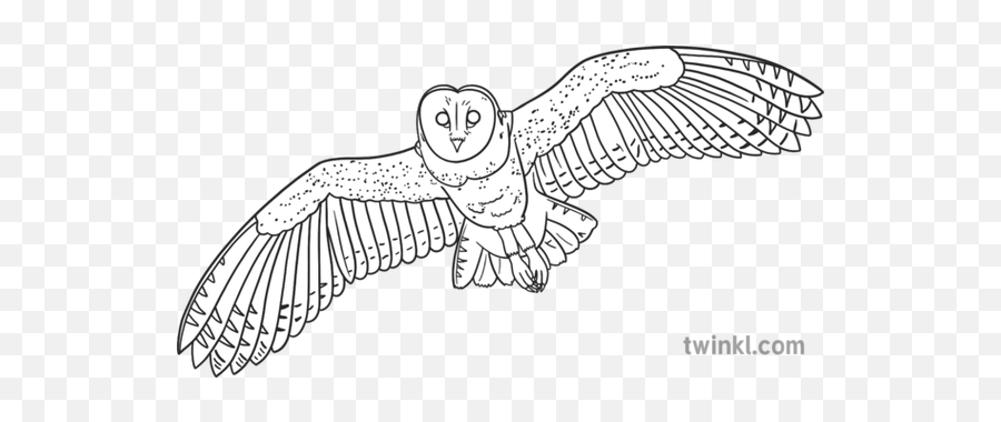 Barn Owl In Flight Black And White Rgb - Owl Png,Barn Owl Icon