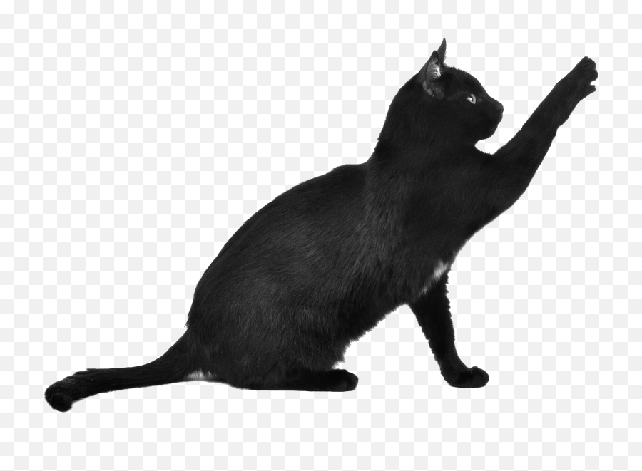 Cats Transparent Png Images - Cat With Transparent Background,Cat With Transparent Background