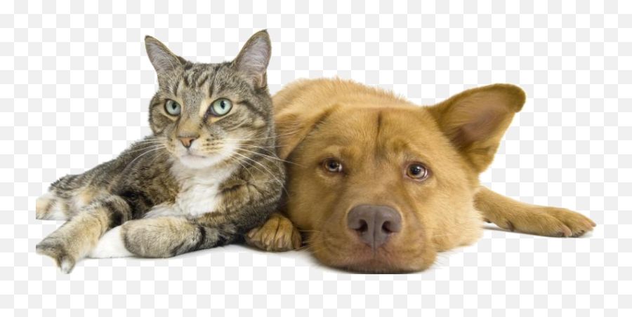 Format Max Png V22 Pictures Cat And Dog - Cats And Dogs Together,Sad Cat Png