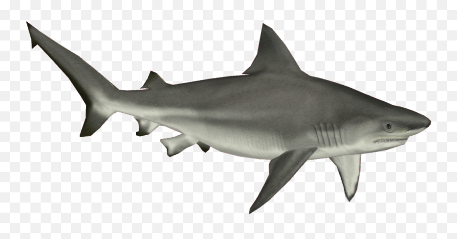 Download And Use Shark Png Clipart - Shark Png,Shark Clipart Transparent Background