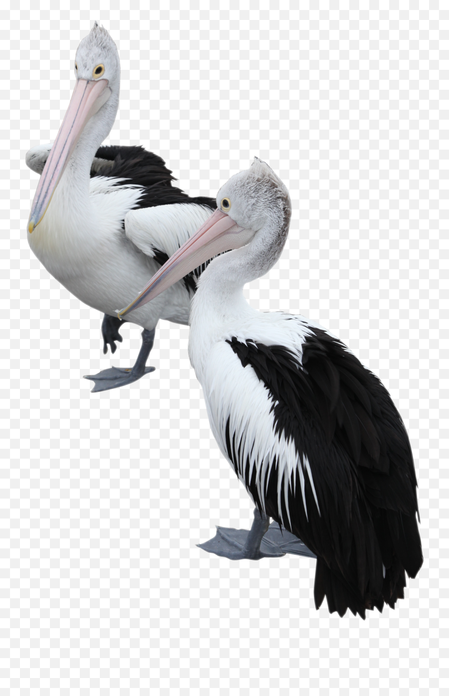 Download Two Pelicans Png Image For Free Logo