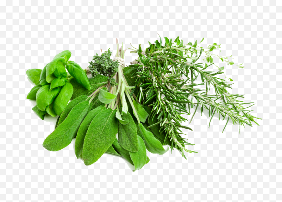 Download Free Png Herbs Pic - Herb Png,Herbs Png