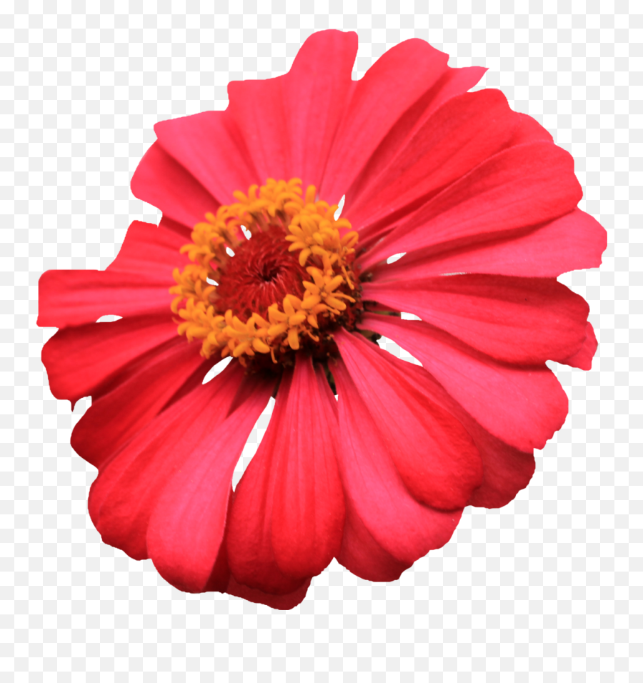 Transparent Single Flower - Single Flower Images Png,Flower Transparent