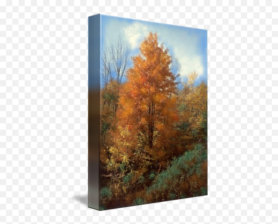 Autumn Leaves Art Print Fall Trees Forest By Wanda Edwards - Grove Png,Fall Trees Png