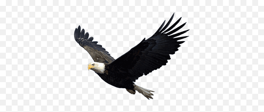 Eagle Head Transparent Png - Stickpng Eagle Flying Transparent Background,Eagle Head Png