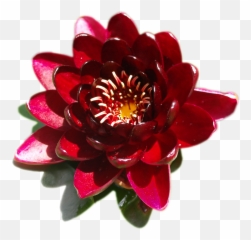 Transparent Flowers Tumblr Posts - Common Zinnia png