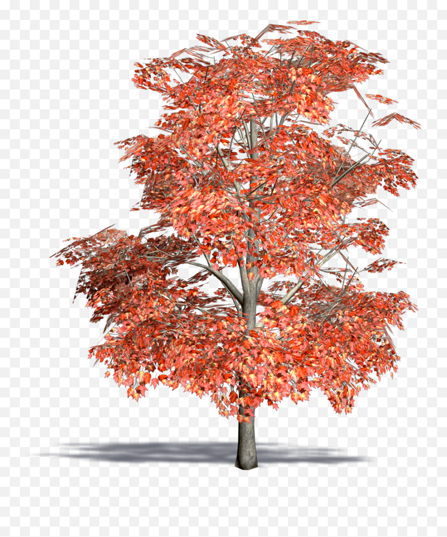 Red Maple Transparent Png Clipart - Acer Rubrum Png,Japanese Maple Png