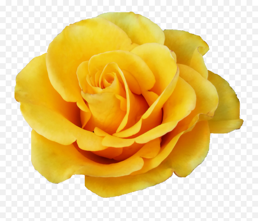 6 Yellow Rose Transparent - Yellow Rose Flower Png,Rose Transparent