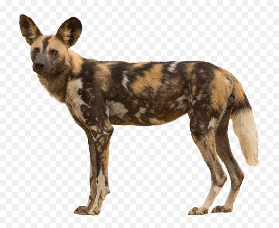 African Wild Dog Transparent Png Image - African Wild Dog No Background,Dog Transparent Background